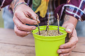 Putting redcurrant cuttings in a pot filled with sand in winter.