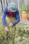 Man pulling down an aromatic plant (Calament, Calamintha sp) in autumn.
