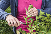 Man preparing Japanese Spindle (Euonymus japonicus) cuttings.