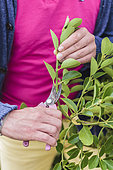 Man preparing Japanese Spindle (Euonymus japonicus) cuttings.