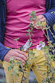 Man pruning a shrubby mauve (Lavatera bicolor), in summer.