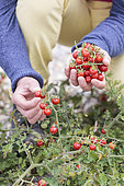 Man harvesting 'Matt's Wild Cherry' cherry tomatoes, improvement of Solanum pimpinellifolium