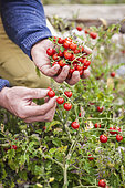 Man harvesting 'Matt's Wild Cherry' cherry tomatoes, improvement of Solanum pimpinellifolium