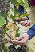 Man harvesting Chasselas de Moissac grapes in October.