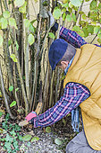 Man pruning a hazelnut tree: removal of the oldest stems to let air in and make space for the youngest.