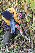 Man pruning a hazelnut tree: removal of the oldest stems to let air in and make space for the youngest.