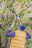 Man pruning a hazelnut tree: removal of the oldest stems to let air in and make space for the youngest.