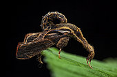 Snout moth (Sacada sp), imago, PN Kinabalu, Malaysia