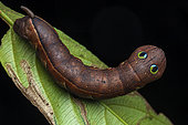 Spotted green hawkmoth (Cechenena helops helops) caterpillar, Kinabalu NP, Borneo, Malaysia