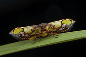 Geometer moth (Fascellina pulchracoda) imago, Kinabalu NP, Malaisia