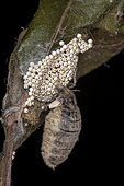Rusty Tussock Moth (Orgyia antiqua), female and her eggs, Nantes, France