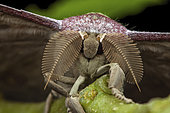 Saturniid moth (Antheraea korintjiana), Kinabalu NP, Borneo, Malaysia