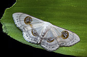 Geometer moth (Problepsis borneamagna), imago on a leaf, Kinabalu NP, Borneo, Malaysia