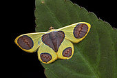 Geometer moth (Plutodes flavescens), imago on a leaf, Kinabalu NP, Borneo, Malaysia