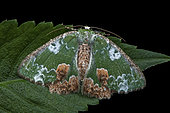 Geometer (Eucyclodes albisparsa), imago on a leaf, Kinabalu NP, Borneo, Malaysia