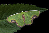 Geometer (Spaniocentra apatelloides), imago on a leaf, Kinabalu NP, Borneo, Malaysia