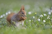 Red Squirrel or Eurasian Red Squirrel (Sciurus vulgaris), eating, Saxony, Germany, Europe