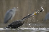 Cormorant (Phalacrocorax carbo), young bird from the previous year throwing its prey up for eating, Kiskunság National Park, Hungary, Europe