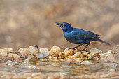 Cape Glossy Starling (Lamprotornis nitens) standing at waterhole with natural background in Kruger National park, South Africa