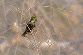 Mariqua Sunbird (Cinnyris mariquensis) standing in the bush in Kruger National park, South Africa