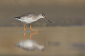 Spotted redshank (Tringa erythropus) walking in water, Rome, Italy