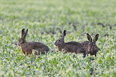 European brown hares in mating season, Lepus europaeus, Hesse, Germany, Europe