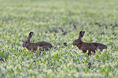 European brown hares in mating season, Lepus europaeus, Hesse, Germany, Europe