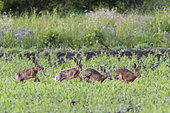 European brown hares in mating season in springtime, Lepus europaeus, Hesse, Germany, Europe