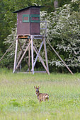 Western roe deer in front of hunting blind, Capreolus capreolus, Roebuck, Hesse, Germany, Europe