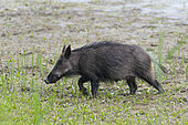 Wild boar, Sus scrofa, Female, Hesse, Germany, Europe
