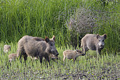 Wild boars in summer, Sus scrofa, Hesse, Germany, Europe
