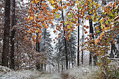 1st snow in autumn on the beech leaves of the Vosges du Nord forest, Vosges du Nord Regional Nature Park, France