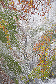 1st snow in autumn on the beech leaves of the Vosges du Nord forest, Vosges du Nord Regional Nature Park, France