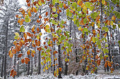 1st snow in autumn on the beech leaves of the Vosges du Nord forest, Vosges du Nord Regional Nature Park, France