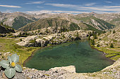 Woolly berardia (Berardia lanuginosa) above Lake Vens, Mercantour National Park, Alps, France