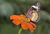 Red Lacewing (Cethosia biblis) on a flower, native to the Philippines