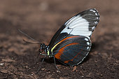 Longwing (Heliconius cydno) on ground, native to Costa Rica