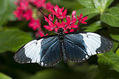 Longwing (Heliconius cydno) on flowers, native to Costa Rica