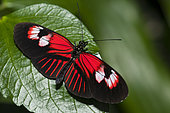 Red Postman (Papilio erato) on a leaf, native to Amazonia