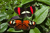 Red Postman (Papilio erato) male and female on a leaf, native to Amazonia