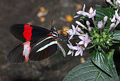 Red Postman (Papilio erato) on flowers, native to Amazonia