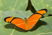 Julia heliconian butterfly (Dryas iulia) on a leaf, native to Amazonia