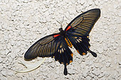 Great mormon (Papilio memnon) female on ground, native to Malaysia