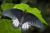 Great mormon (Papilio memnon) male on one leaf, native to Malaysia