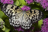 Paper Kite (Idea leuconoe gordita) on flowers, native to the Philippines