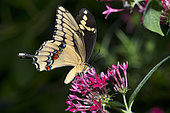 Giant swallowtail (Papilio cresphontes) on flowers, native to French Guiana
