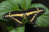 Giant swallowtail (Papilio cresphontes) on a leaf, native to French Guiana