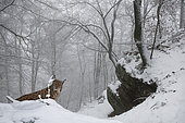 Eurasian Lynx (Lynx lynx) in the snow, Vosges du Nord Regional Nature Park, France