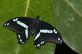 Medium green-banded swallowtail (Papilio sosia) on a leaf, native to Africa