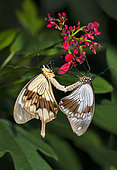 African Swallowtail (Papilio dardanus) mating, native to Kenya